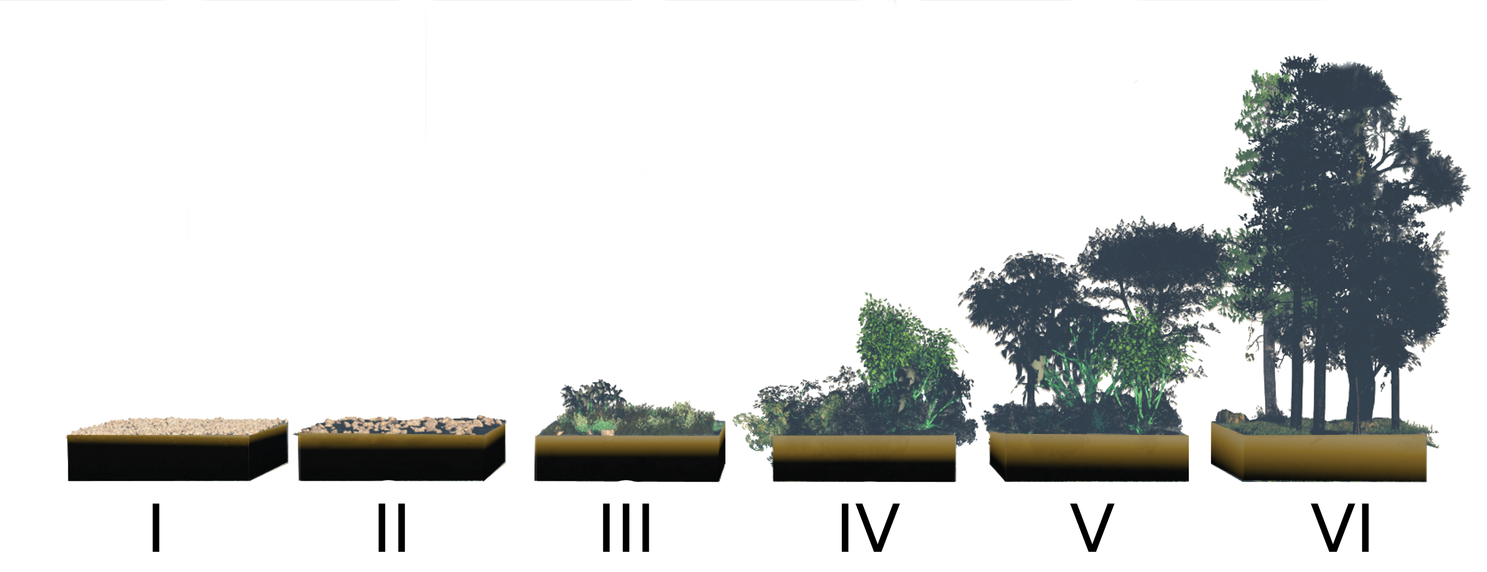 A predictable pattern of forest succession in plants.