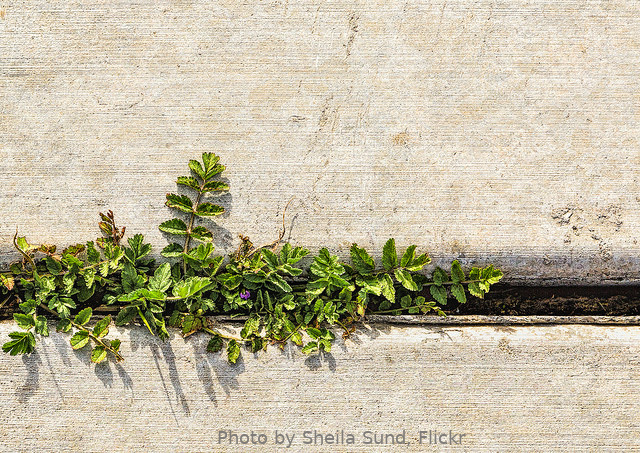 A green plant grows in the crack between concrete sidewalk slabs.